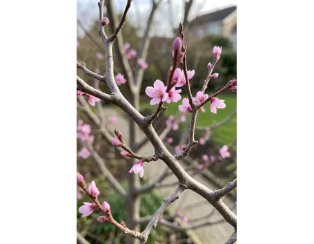 cercis