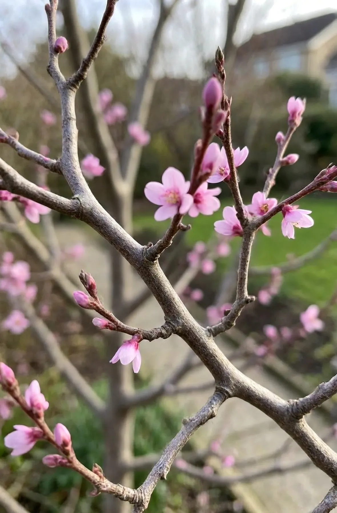 cercis