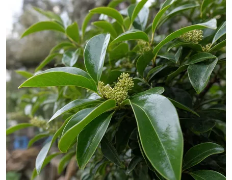 Lauroceraso
