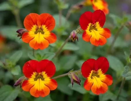 nemesia