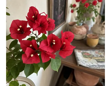 Painta in fiore