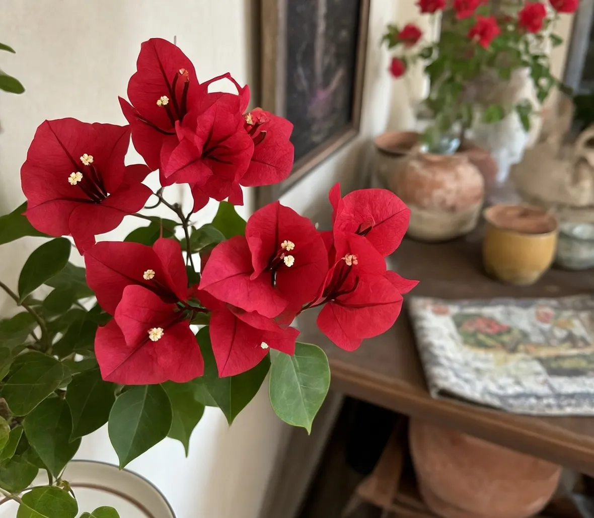 Painta in fiore