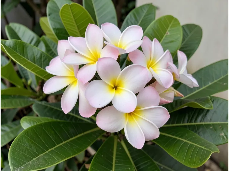 Fiori di plumeria