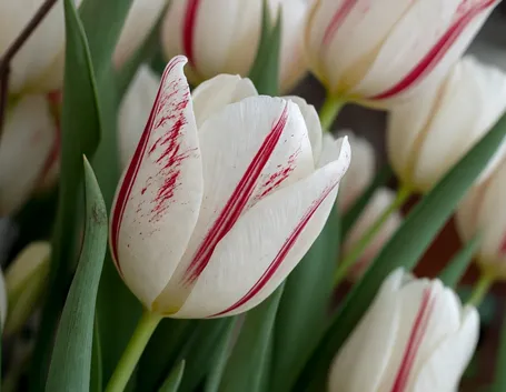 Tulipani