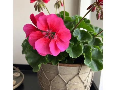 Geranio in fiore