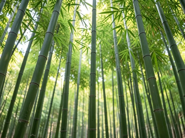 BAMBU'