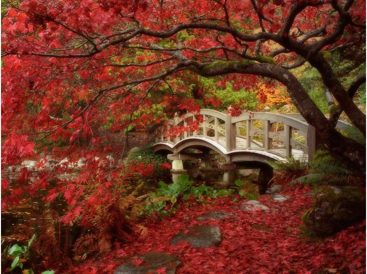 Giardini giapponesi