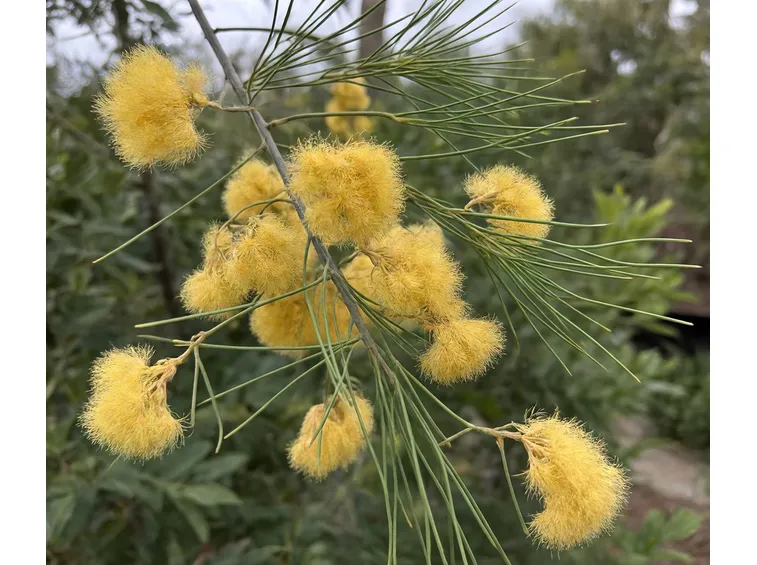 mimosa