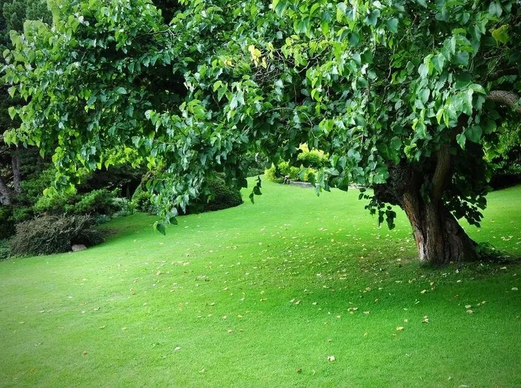giardino