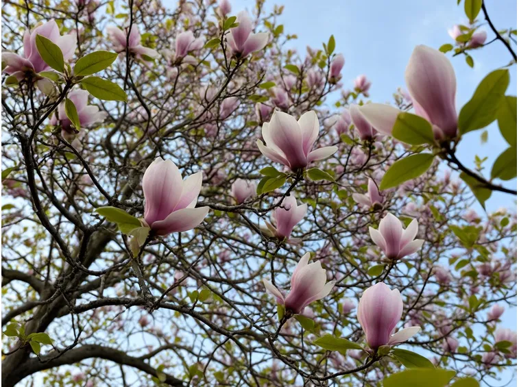magnolia