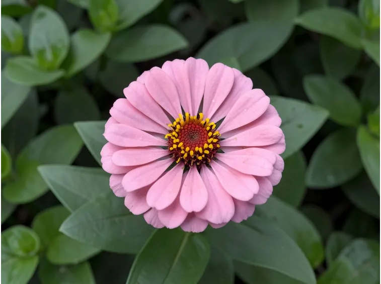 zinnia