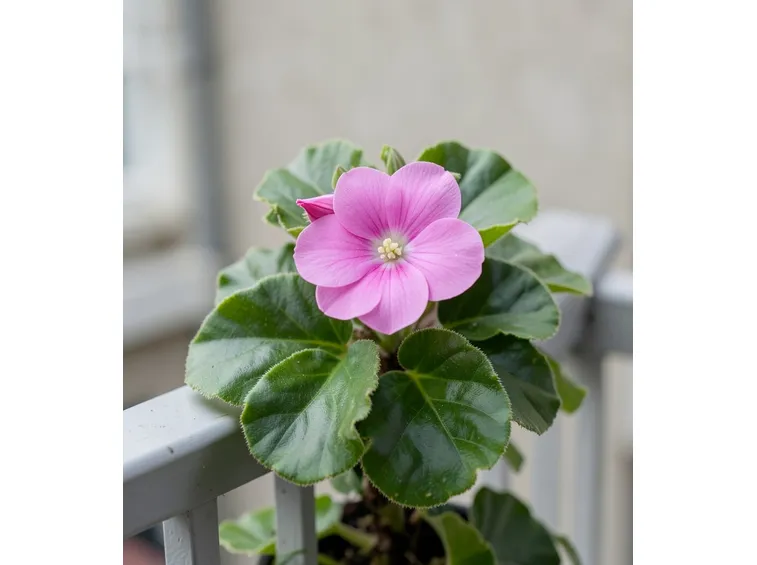 begonia