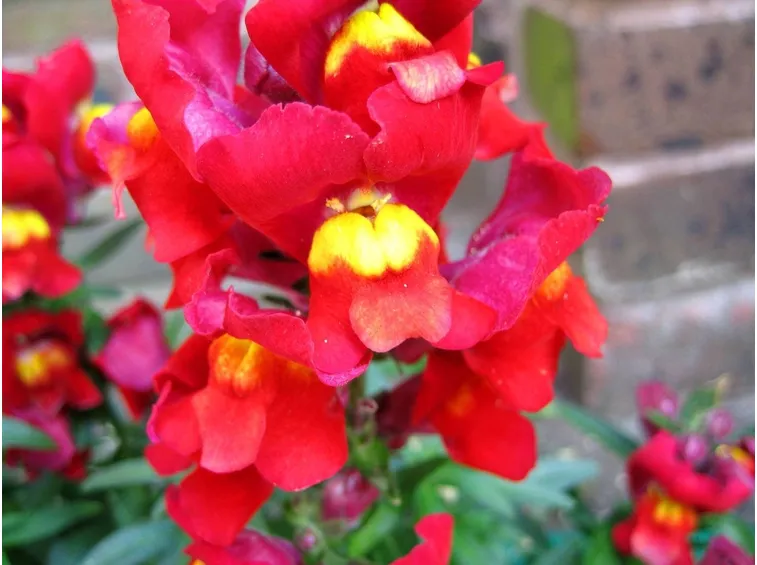 BOCCA DI LEONE