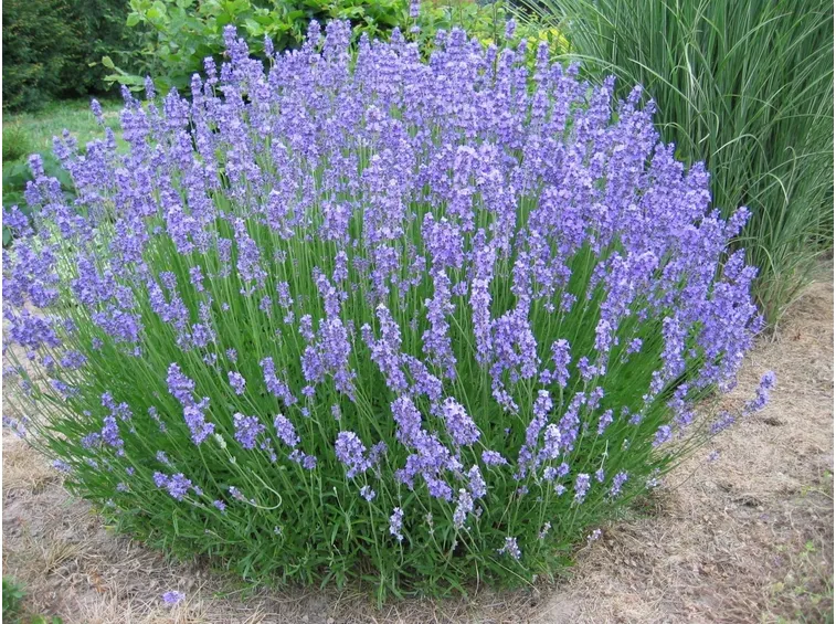 Pianta di lavanda