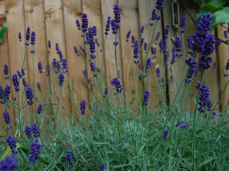 Lavanda blu