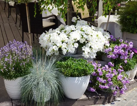 fiori in vaso