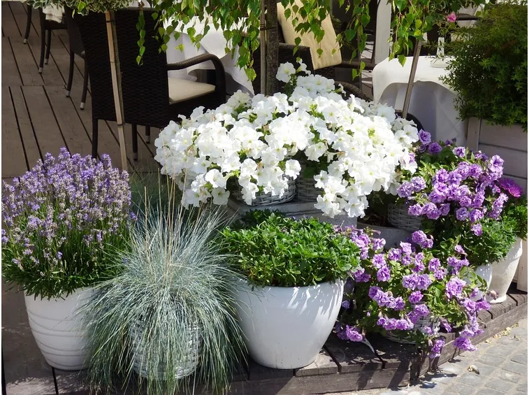 fiori in vaso