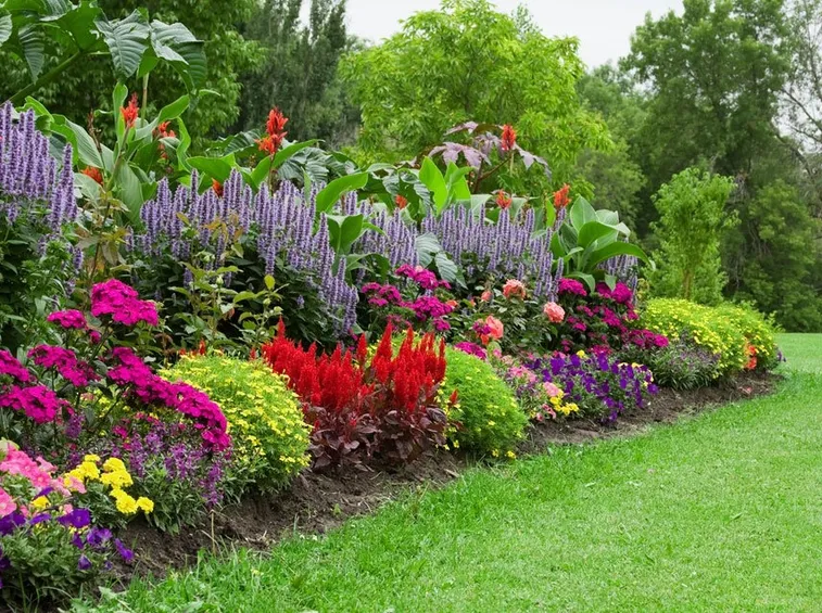 fiori giardino