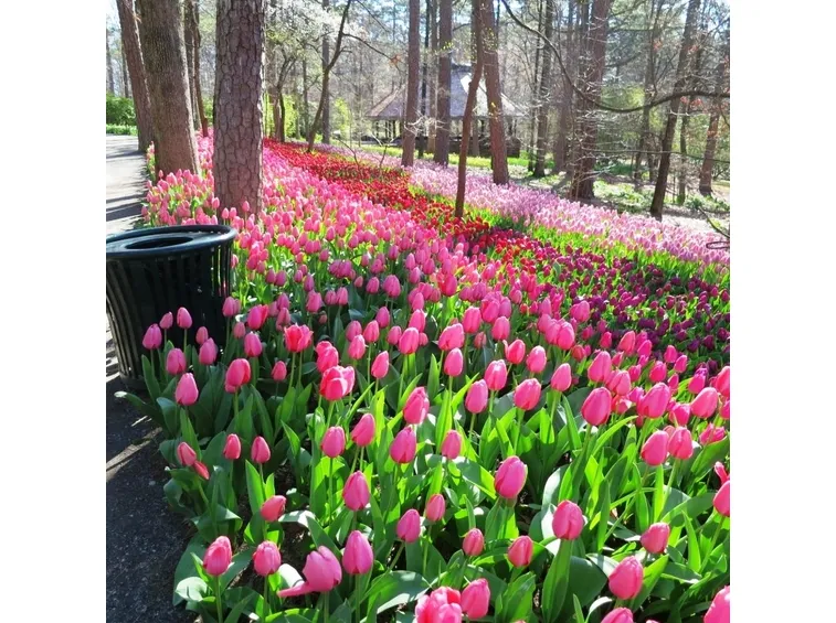 tulipani