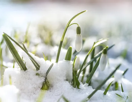 giardino gennaio