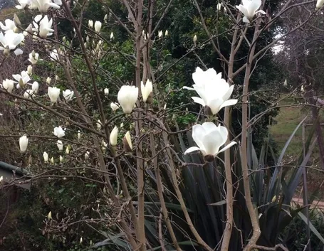 magnolia fioritura