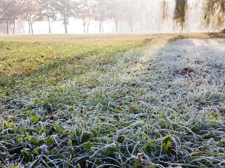 prato in inverno