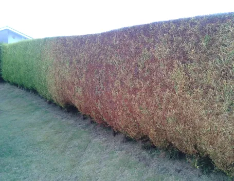 cinara cipressi
