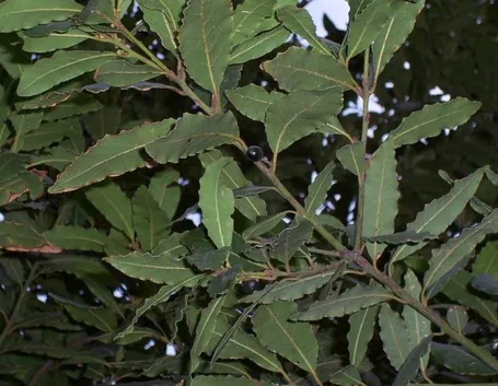 Foglie di alloro
