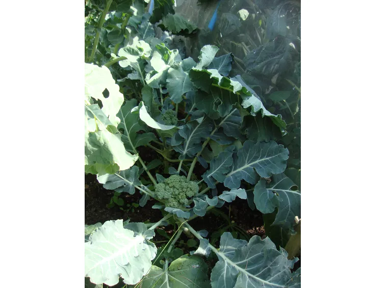 Broccolo calabrese