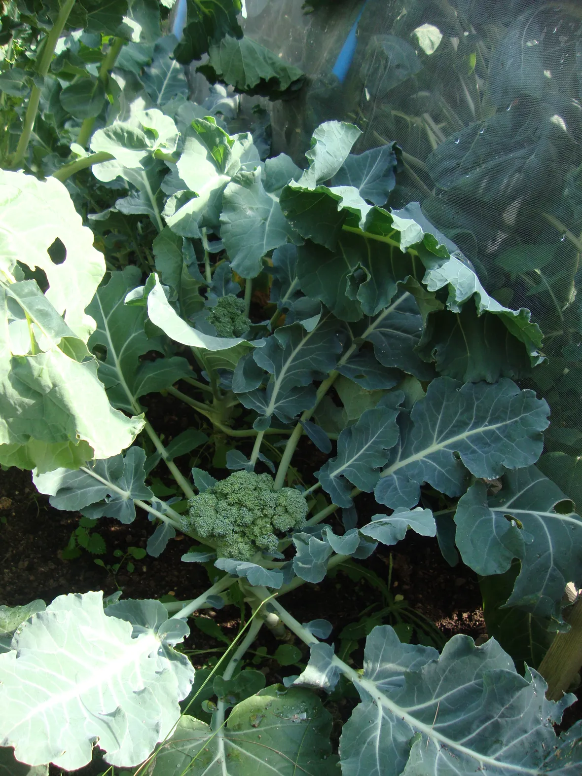 Broccolo calabrese