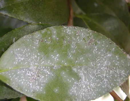 foglie camelia malate