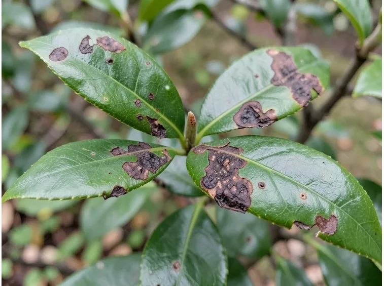 foglie camelia malate