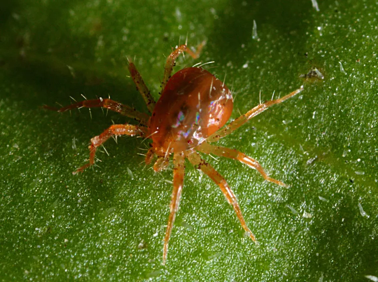 foglia di camelia attaccata da acari