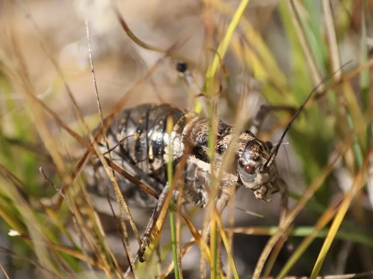 Cicala insetto