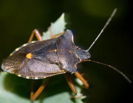 Cimice nera