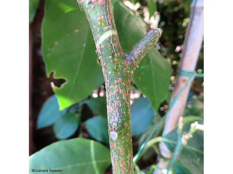 Infestazione da cocciniglia su pianta di limone