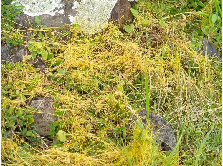 Cuscuta selvatica