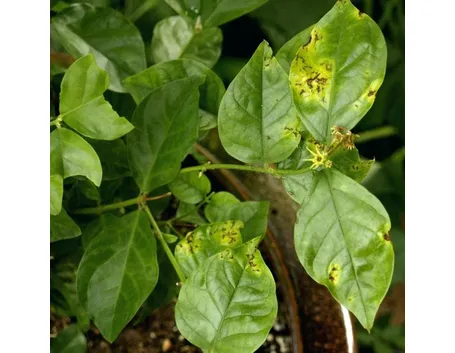 gelsomino malato
