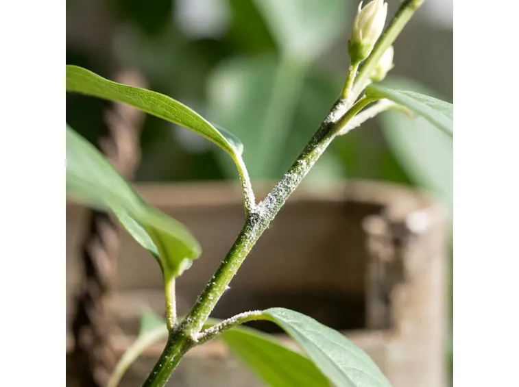gelsomino ammalato