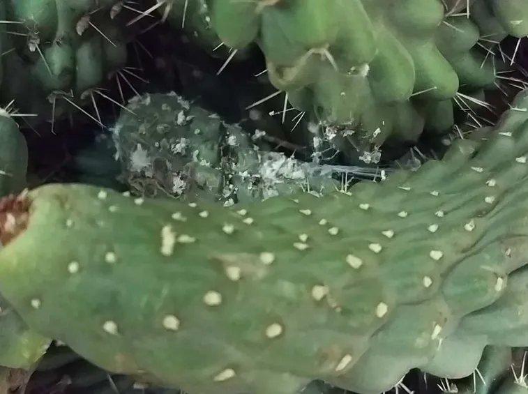 Pianta grassa attaccata