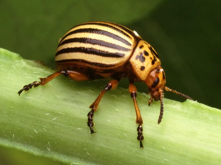 Leptinotarsa decemlineata
