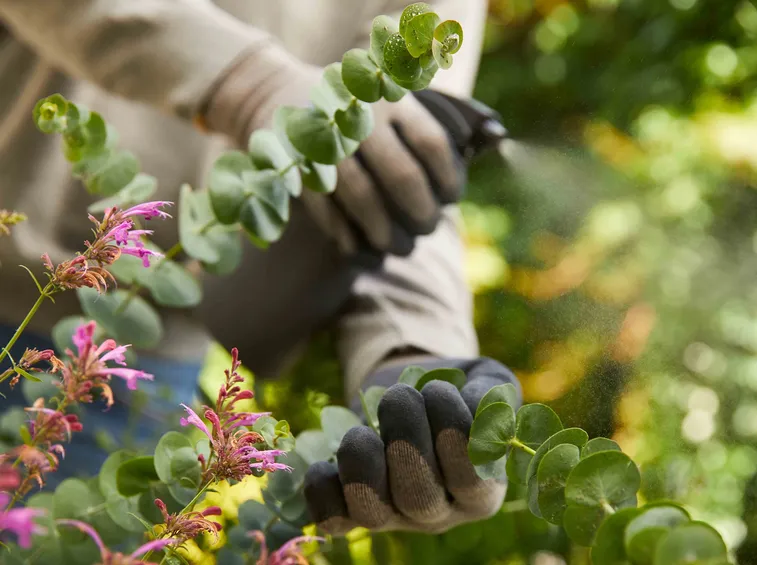 rimedi naturali di COMPO per la protezione delle piante