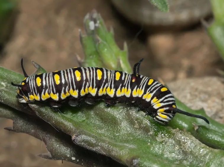 Lepidotteri
