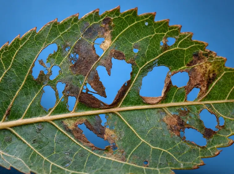 Foglia ciliegio corineo