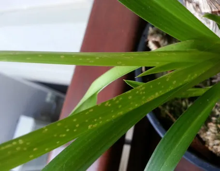 Malattie orchidee