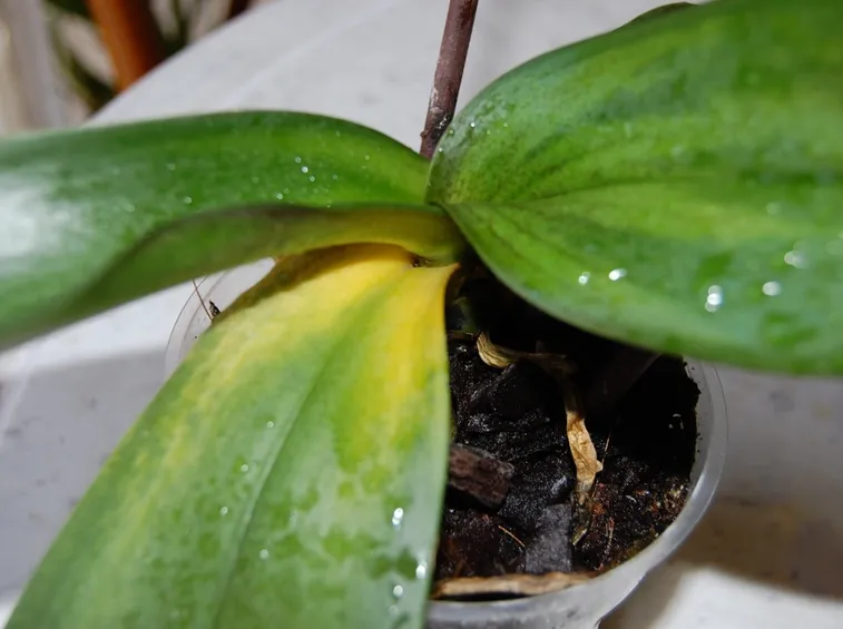 Fisiopatie delle orchidee