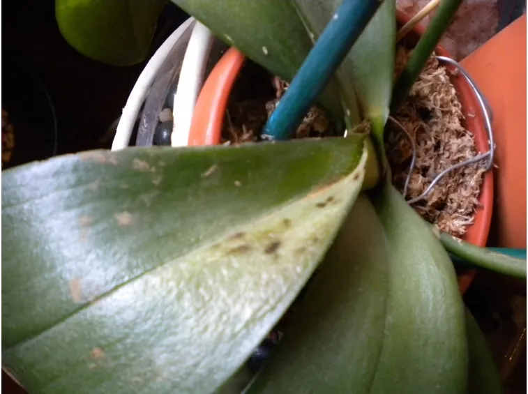 Malattie di orchidee causate da parassiti animali