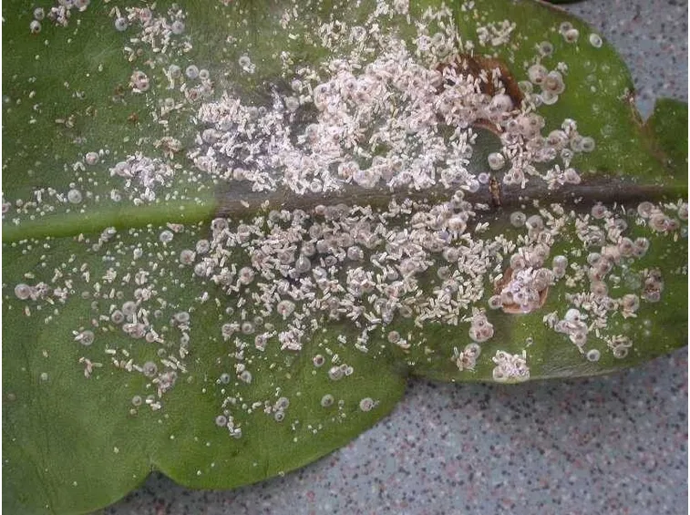 foglia pianta grassa malata