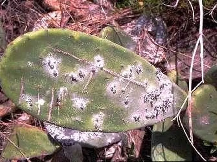 foglia pianta grassa malata