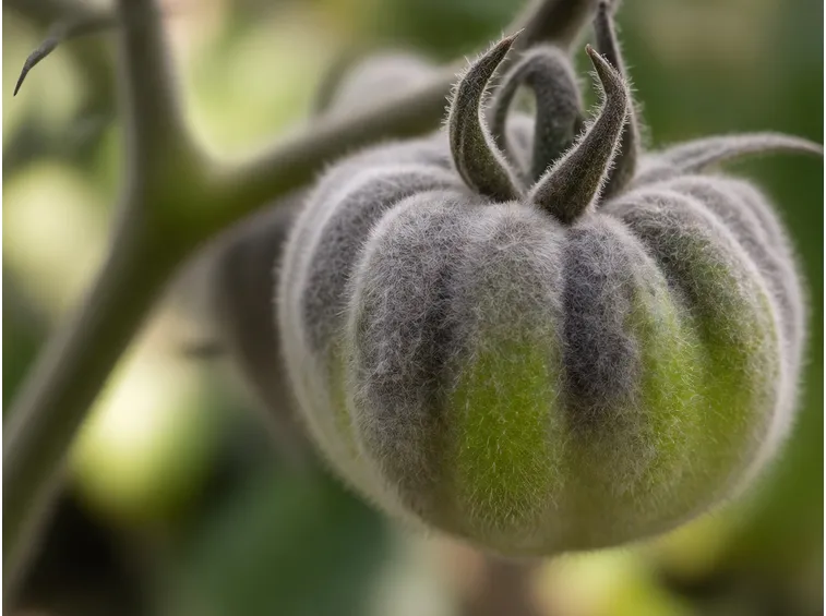 Pomodoro affetto muffa grigia